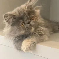 گربه پرشین سوپرفلت دختر ۲/۵ ماهه|گربه|تبریز, |دیوار