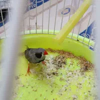 عروس هلندی ماده وفنچ نر|پرنده|طرقبه, |دیوار