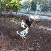 ۲ عدد مرغ و ۱ عدد خروس همه  نژاد گلین قیمت مقطوع