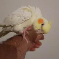 عروس هلندی|پرنده|مشهد, امیرآباد|دیوار