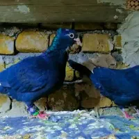 مینا سیاه کرمونی کاکولی|پرنده|تربت‌حیدریه, طالقانی|دیوار