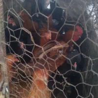 ۱۵ عدد مرغ|حیوانات مزرعه|بافت, |دیوار