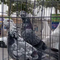 کبوتر