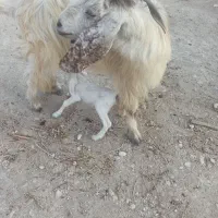 بز دوقلو زا