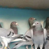 مسافتی|پرنده|مشگین شهر, |دیوار