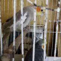 عروس هلندی|پرنده|رودبار, |دیوار