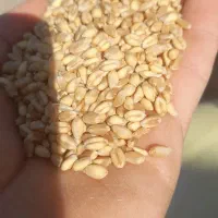 فروش بذر گندم پیشگام