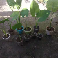 10عدد گل باباادم