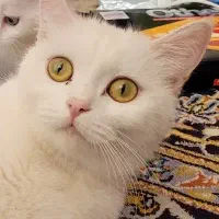 ماده بریتیش|گربه|شیراز, عفیف‌آباد|دیوار