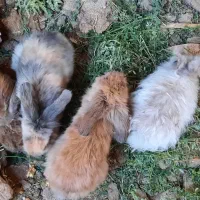 خرگوش لوپی|موش و خرگوش|رفسنجان, |دیوار