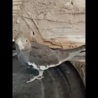 انواع عروسی هلندی فروشی