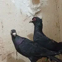 یک جفت کلاغ کلایی اصل سیستانی|پرنده|کرمان, |دیوار