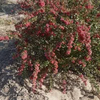 زرشک شاخه روی درخت
