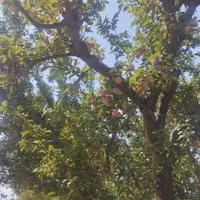 فروش باغ 550 متری/کرج تنکمان/سند کد رهگیری دار|فروش دفتر صنعتی، کشاورزی، تجاری|تنکمان, |دیوار