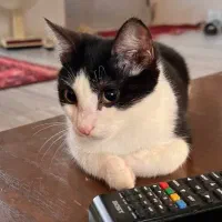 واگذاری گربه 3 ماهه نر سالم و زیبا|گربه|لاهیجان, لیل|دیوار