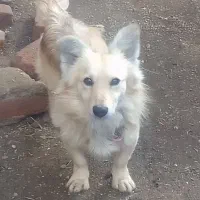 سگ پاکوتا|سگ|بناب, |دیوار