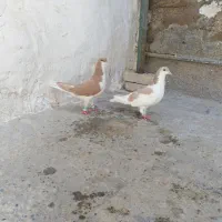 چپی شیرازی زرد چپی کاکل جوان معاوضه