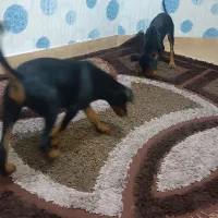 دوبرمن اصیل|سگ|مشهد, احمدآباد|دیوار