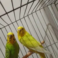 مرغ عشق|پرنده|الوند, |دیوار