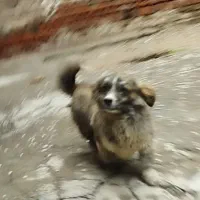 واگذاری سگ پاکوتا