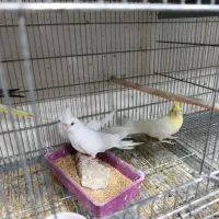 قناری عروس هلندی لوری راهب گرینچیک شاه طوطی|پرنده|خورموج, |دیوار