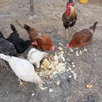 بوقلمون و مرغ|حیوانات مزرعه|سنندج, |دیوار