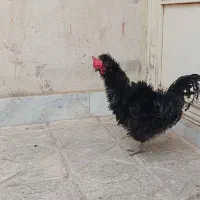 خروس ومرغ وجوجه بانژادخاص زیبا