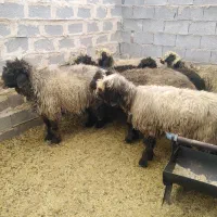 سلام فروش میش دورگ بختیاری.. مرودشت