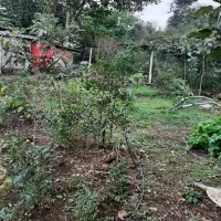 فروش ملک استخر ماهی|فروش دفتر صنعتی، کشاورزی، تجاری|تالش, هشتپر|دیوار