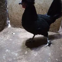 ۱عدد مرغ تازه به تخم ۱عدد خروس جوان ۲عدد مرغ محلی