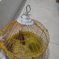 قناری بلدرچین|پرنده|گرگان, |دیوار