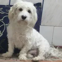 سگ نر|سگ|اصفهان, ملک‌شهر|دیوار