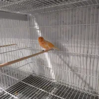 قناری ماده رد پلاک جان علی عزار