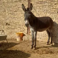 خر گله ای|حیوانات مزرعه|اصفهان, محمودآباد|دیوار