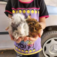 انواع خوکچه هندی بزرگ و کوچک|موش و خرگوش|اصفهان, بوستان ناژوان|دیوار