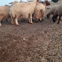 گوسفند سنجابی آبستن مایه کرده|حیوانات مزرعه|کرمانشاه, |دیوار