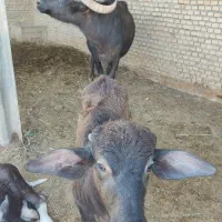 با سلام سه گامیش درجه یک و سالم فروش میرسد|حیوانات مزرعه|اهواز, ۳۰ متری|دیوار