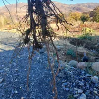 فروش ریشه انگور  سیاه سردشت|گل و گیاه طبیعی|وزینه, |دیوار