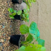 گیاهان اقتصادی نجلا