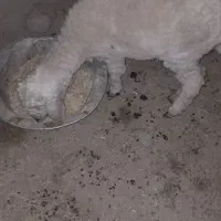 بره ماده فروشی