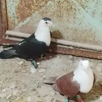 کربلایی جفتی هست