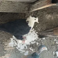 کلاغ ماده