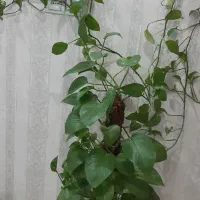 گیاه پتوس به همراه گلدان