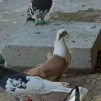 مخمل زرد نر