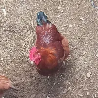 دو عدد خروس وسه عدد مرغ تخم گذار