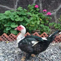 اردک اسرائیلی نر