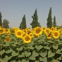 خط صفر تهران