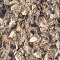 خوراک‌گوسفند