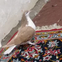 کبوتر رنگی|پرنده|گتوند, |دیوار