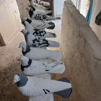 انواع مجسمه گچی